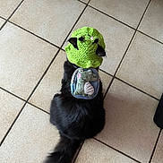 Elisabeth a rejoint le concours — aidez-le/la à gagner de superbes lots ! cat, black_cat, crochet_hat, green_hat, frog_hat, backpack, plush_backpack, tile_floor, indoor, pet, feline, tail, ears, fur, accessory, costume, cute, top_view, sitting, home