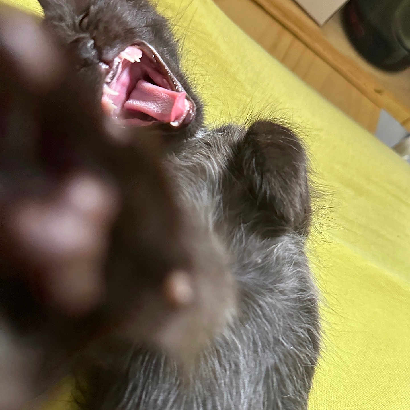 Elisabeth a rejoint le concours — aidez-le/la à gagner de superbes lots ! adorable, bedding, blurred_foreground, box, cat, close_up, fur, indoor, kitten, mouth, paw, pet, playful, portrait_orientation, sleepy, teeth, tongue, wooden_surface, yawning, yellow_bedding