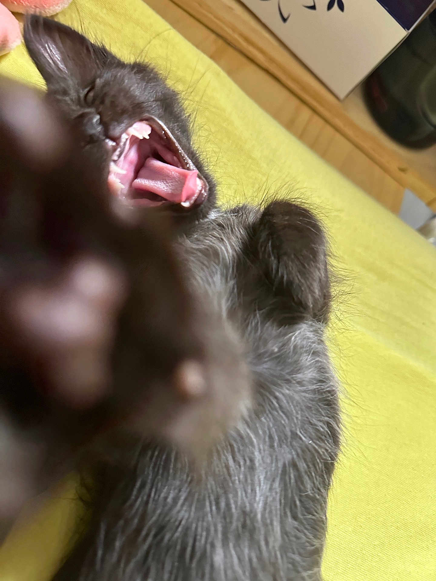 Elisabeth a rejoint le concours — aidez-le/la à gagner de superbes lots ! cat, kitten, yawning, paw, mouth, tongue, teeth, fur, close_up, blurred_foreground, yellow_bedding, bedding, indoor, pet, sleepy, adorable, wooden_surface, box, portrait_orientation, playful
