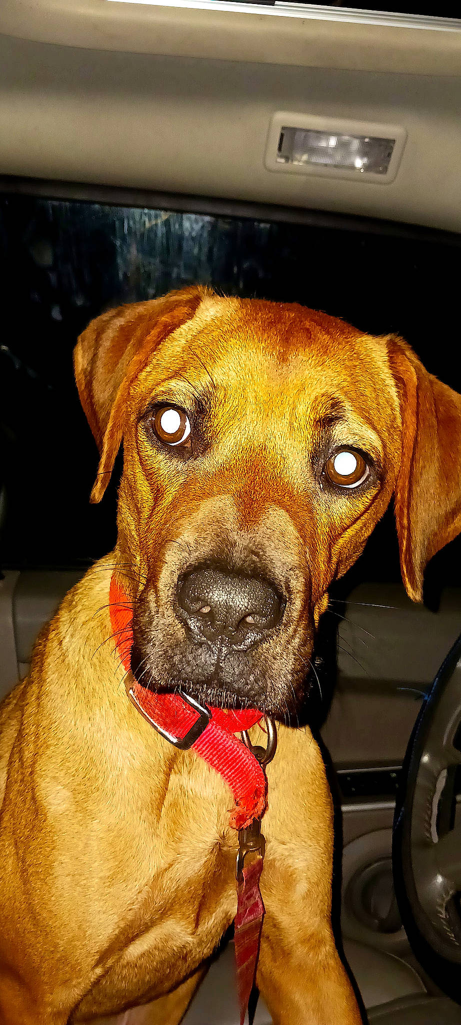 Lucie joined the competition — help win amazing prizes! canidae, carnivore, collar, companion_dog, dog, dog_breed, dog_collar, fawn, fur, gun_dog, hunting_dog, liver, metal, pet_supply, snout, sporting_group, whiskers, working_animal, working_dog