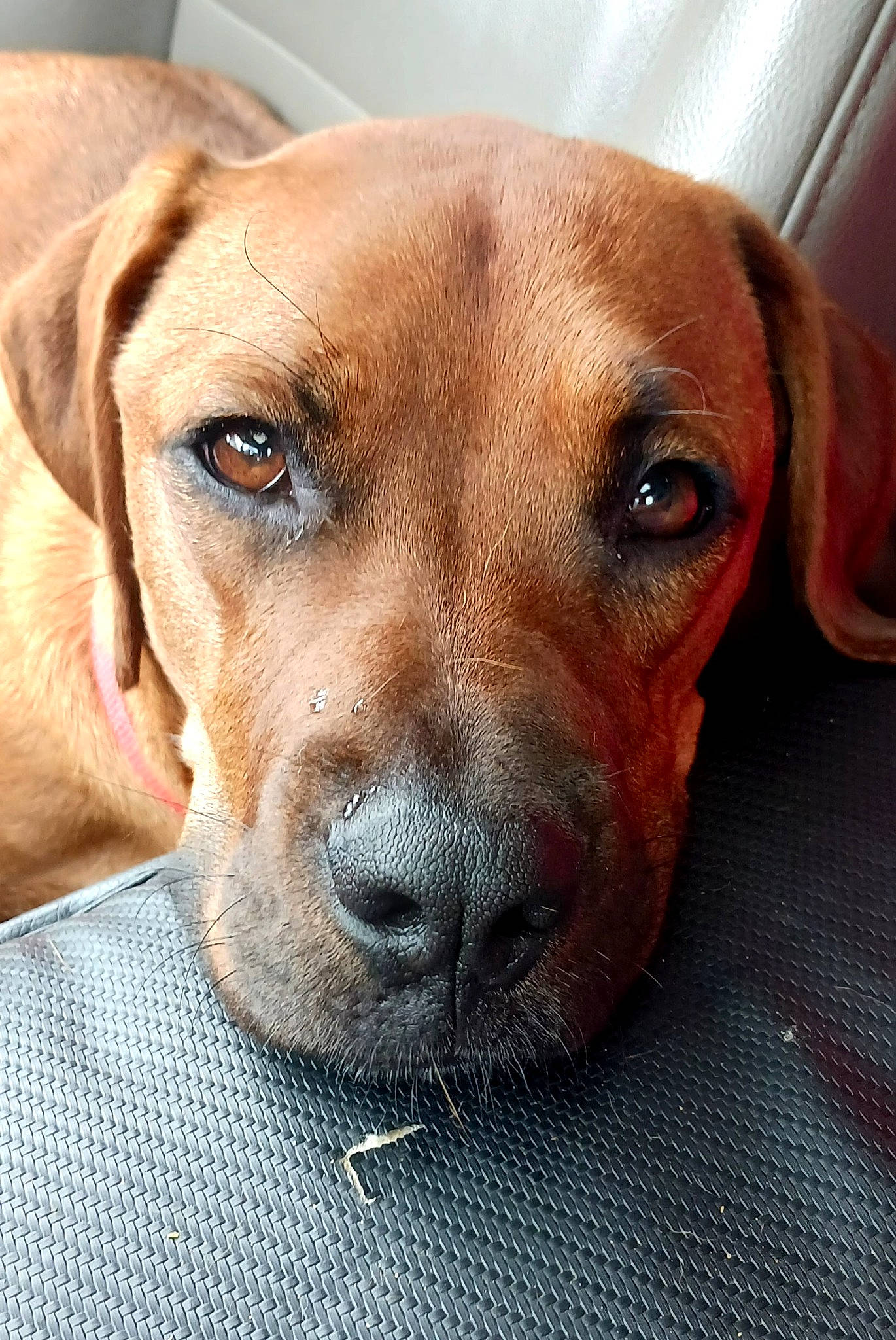 Lucie joined the competition — help win amazing prizes! canidae, carnivore, close_up, collar, companion_dog, dog, dog_breed, ear, fawn, fur, hunting_dog, liver, pet_supply, snout, sporting_group, terrestrial_animal, whiskers, working_animal