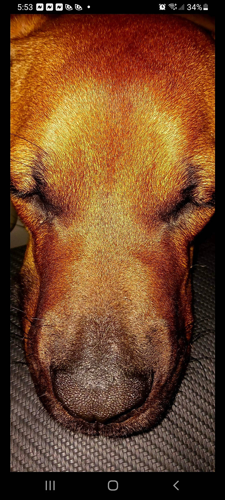 Lucie joined the competition — help win amazing prizes! canidae, carnivore, close_up, companion_dog, dog, dog_breed, fawn, fur, labrador_retriever, liver, metal, paw, rectangle, retriever, snout, sporting_group, terrestrial_animal, whiskers, working_animal, wrinkle