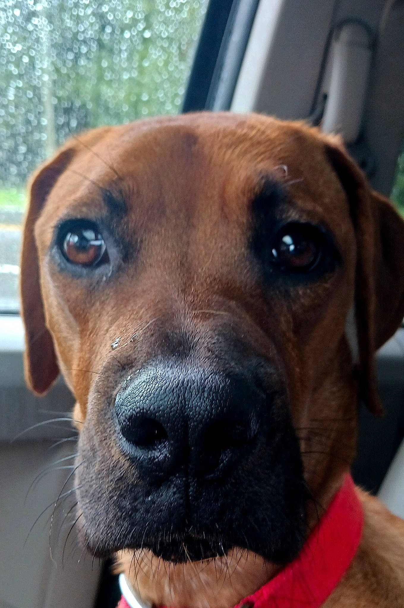 Lucie joined the competition — help win amazing prizes! canidae, carnivore, collar, companion_dog, dog, dog_breed, dog_collar, electric_blue, fawn, fur, giant_dog_breed, hunting_dog, liver, molosser, pet_supply, snout, sporting_group, whiskers, working_animal, working_dog