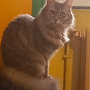 Narnia participe au concours pour gagner de l'argent avec cette photo : animal, blue_cushion, cat, cozy, curious, domestic_animal, feline, fluffy_cat, fur, house, indoor, mammal, natural_light, pet, portrait, radiator, sitting, tail, window, yellow_wall