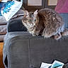 Narnia participe au concours pour gagner de l'argent avec cette photo : animal, cat, couch, cozy, curious, cushion, decor, domestic_animal, feline, fluffy, furniture, gray_cat, home, indoor, living_room, pet, pillow, resting, seat, wood_floor