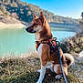 adventure, animal, blue_sky, calm, canine, daytime, dog, forest, grass, harness, lake, landscape, leash, nature, outdoor, pet, side_profile, sitting, sunlight, water