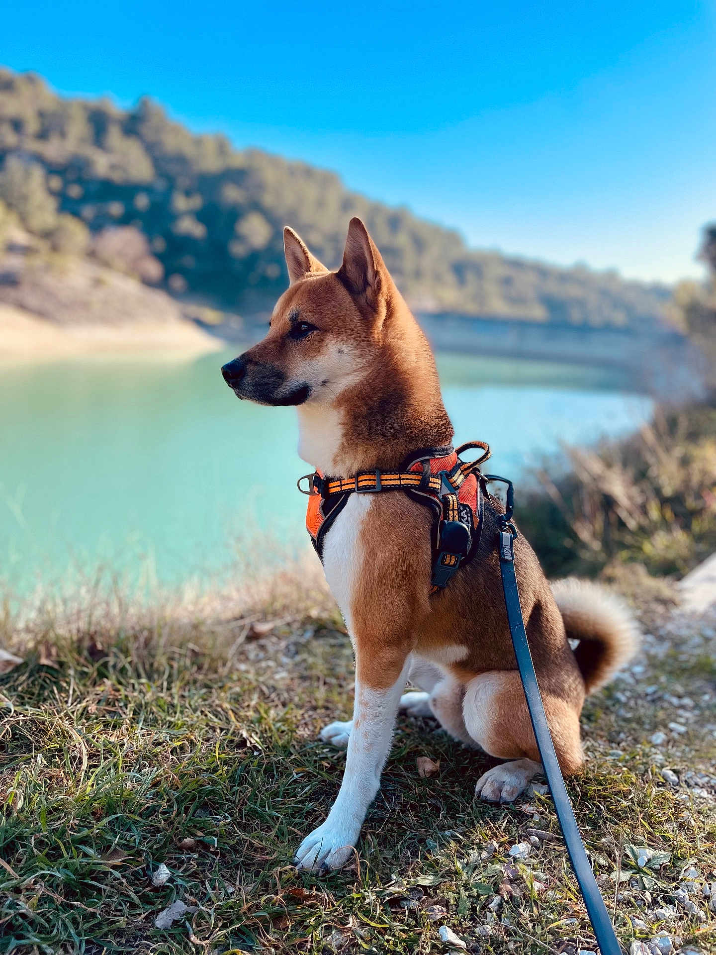 Tayko participe au concours pour gagner de l'argent avec cette photo : dog, animal, outdoor, nature, lake, water, grass, harness, leash, sitting, canine, pet, forest, blue_sky, sunlight, daytime, landscape, adventure, calm, side_profile