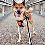 Tayko participe au concours pour gagner de l'argent avec cette photo : dog, canine, pet, outdoor, bridge, leash, harness, sky, clouds, walking, animal, fur, tail, ears, pavement, happy, tongue_out, daylight, metal_fence, urban