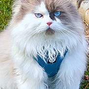 Semba joined the competition — help win amazing prizes! cat, fluffy, blue_eyes, harness, grass, outdoor, pet, animal, feline, white_fur, brown_fur, close_up, nature, rock, whiskers, cute, serious, walking, portrait, leash