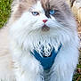 cat, fluffy, blue_eyes, harness, grass, outdoor, pet, animal, feline, white_fur, brown_fur, close_up, nature, rock, whiskers, cute, serious, walking, portrait, leash