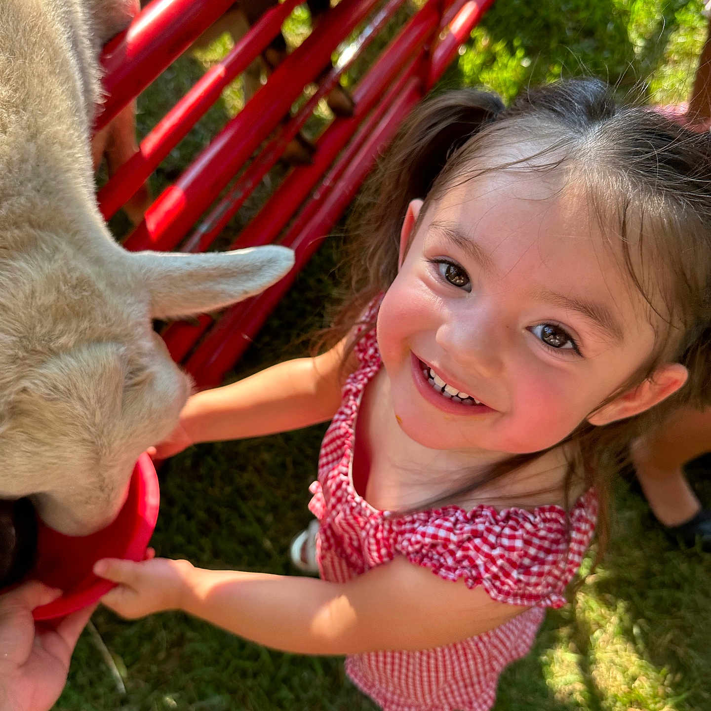 Nayeli is registered to the contest to win money with this photo: animal, canine, child, clothing, dog, face, female, footwear, girl, grass, head, nature, outdoors, park, person, pet, photography, plant, portrait, shoe