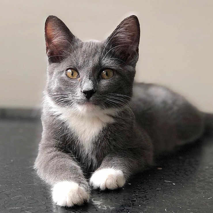 Buff joined the competition — help win amazing prizes! cat, kitten, gray_cat, white_paws, lying_down, pet, animal, feline, domestic_cat, young_cat, whiskers, ears, golden_eyes, fur, cute, indoor, closeup, portrait, relaxed, black_surface
