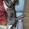 Buff is registered to the contest to win money with this photo: cat, sleeping, gray_and_white, couch, blanket, cozy, indoor, relaxed, feline, pet, whiskers, paws, tail, soft_texture, comfort, home, resting, fur, cute, nap