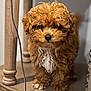 Gio is registered to the contest to win money with this photo: puppy, dog, curly_fur, brown_fur, white_chest, table, wooden_table, indoor, pet, cute, small_dog, furry, animal, domestic_animal, looking, standing, close_up, soft_focus, adorable, young_dog