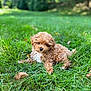 Gio is registered to the contest to win money with this photo: puppy, dog, grass, outdoor, curly_hair, pet, nature, cute, animal, green, young, laying_down, fur, small, adorable, summer, leaf, park, playful, canine