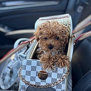 Gio joined the competition — help win amazing prizes! puppy, dog, curly_hair, handbag, checkered_pattern, gold_chain, car_interior, seat, leather, cute, pet, small_dog, brown_fur, paws, travel, luxury, accessory, portrait, animal, companion