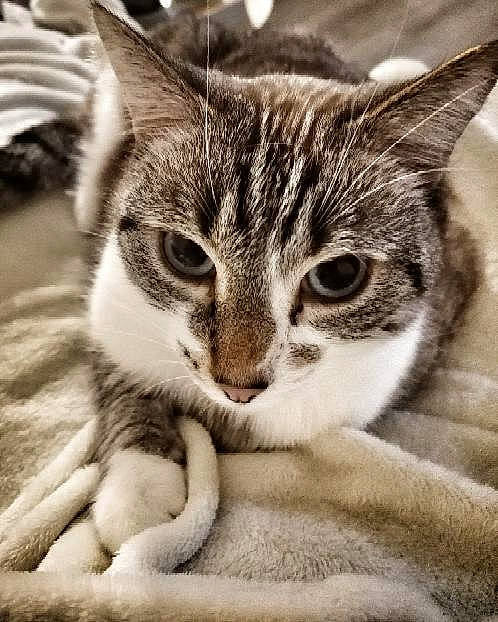 Athos a rejoint le concours — aidez-le/la à gagner de superbes lots ! carnivore, cat, claw, close_up, comfort, domestic_short_haired_cat, ear, eye, felidae, fur, iris, monochrome, monochrome_photography, paw, small_to_medium_sized_cats, snout, terrestrial_animal, whiskers, wildlife, window