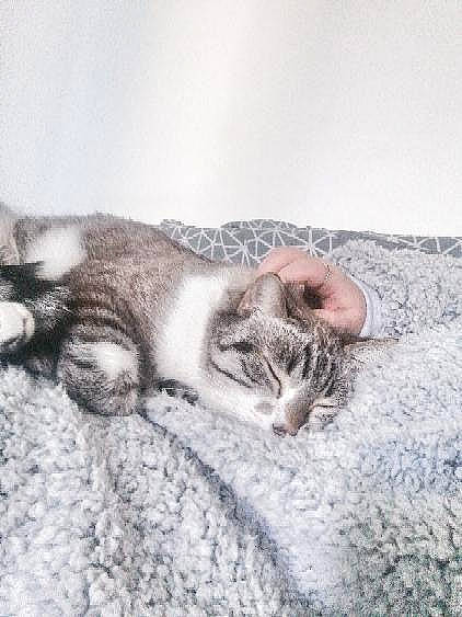 Athos a rejoint le concours — aidez-le/la à gagner de superbes lots ! carnivore, cat, claw, comfort, domestic_short_haired_cat, fawn, felidae, fur, grey, nap, paw, sand, small_to_medium_sized_cats, snout, snow, tail, terrestrial_animal, whiskers, wildlife, winter