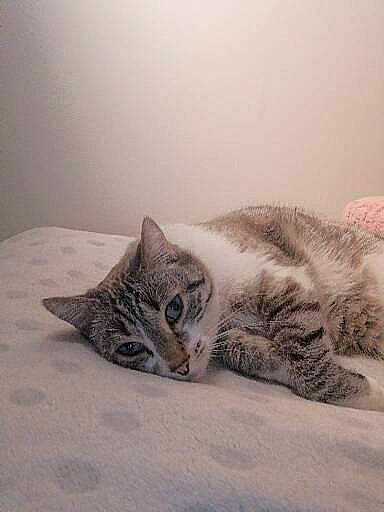 Athos participe au concours pour gagner de l'argent avec cette photo : bed, bedding, carnivore, cat, claw, comfort, domestic_short_haired_cat, felidae, fur, grey, linens, nap, paw, sitting, small_to_medium_sized_cats, snout, snow, tail, whiskers, wood