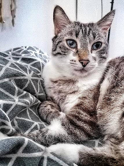 Athos a rejoint le concours — aidez-le/la à gagner de superbes lots ! art, carnivore, cat, claw, comfort, domestic_short_haired_cat, felidae, fur, grey, iris, monochrome, monochrome_photography, pattern, paw, small_to_medium_sized_cats, snout, terrestrial_animal, tree, whiskers, wildlife