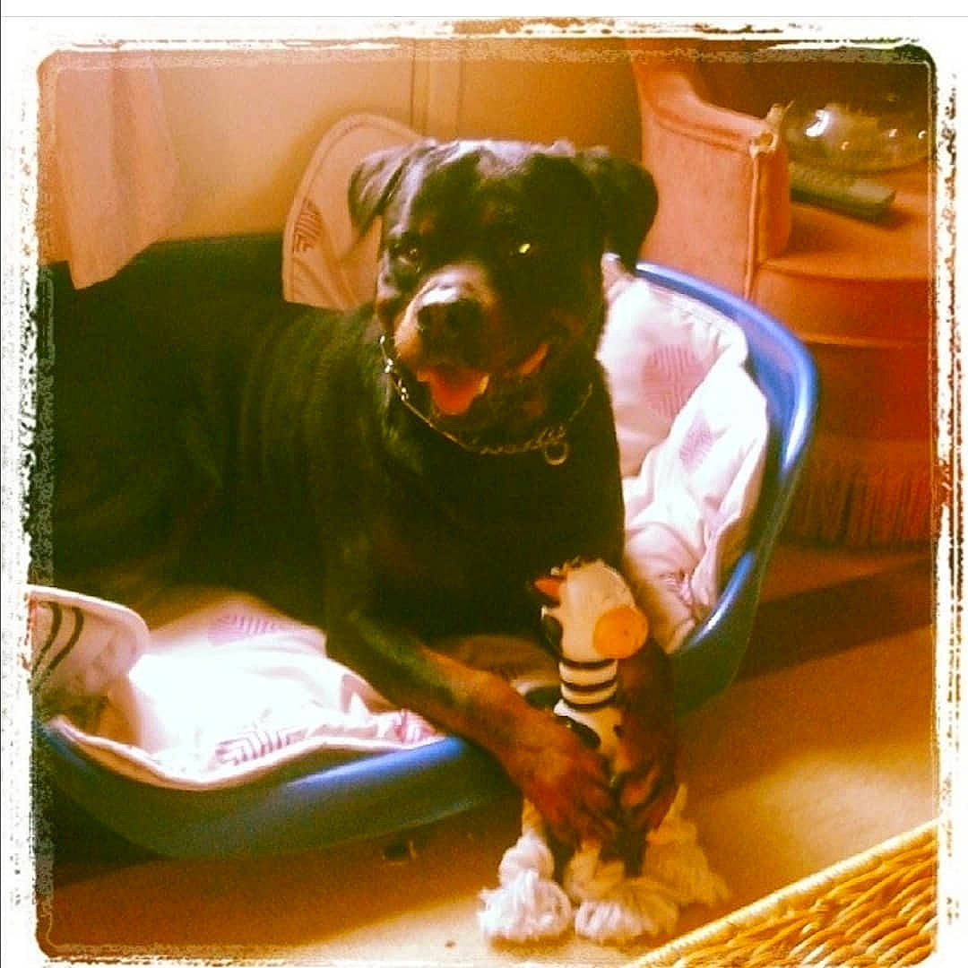 Black a rejoint le concours — aidez-le/la à gagner de superbes lots ! canidae, carnivore, companion_dog, dog, dog_breed, guard_dog, labrador_retriever, puppy, rottweiler, sporting_group, square