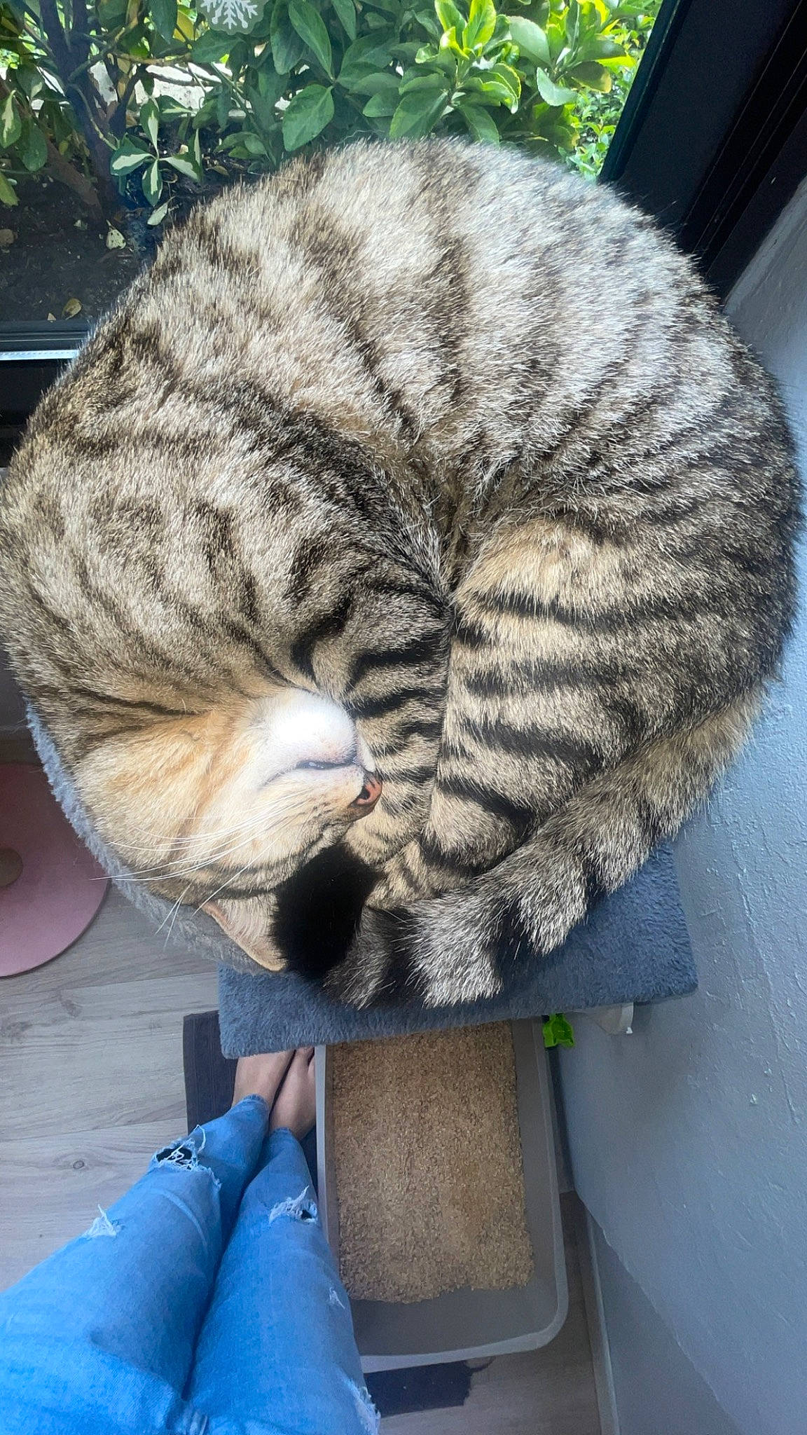 Rioo participe au concours pour gagner de l'argent avec cette photo : carnivore, cat, claw, comfort, domestic_short_haired_cat, electric_blue, felidae, fur, grey, mammal, nap, paw, sleep, small_to_medium_sized_cats, snout, tail, terrestrial_animal, vertebrate, whiskers, wool