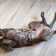 Milo participe au concours pour gagner de l'argent avec cette photo : dog, brindle_dog, pet, animal, lying_down, belly_up, relaxed, playful, wood_floor, indoor, home, legs, paws, tail, fur, brown, black, side_view, flooring, funny_pose