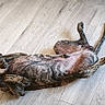 dog, brindle_dog, pet, animal, lying_down, belly_up, relaxed, playful, wood_floor, indoor, home, legs, paws, tail, fur, brown, black, side_view, flooring, funny_pose