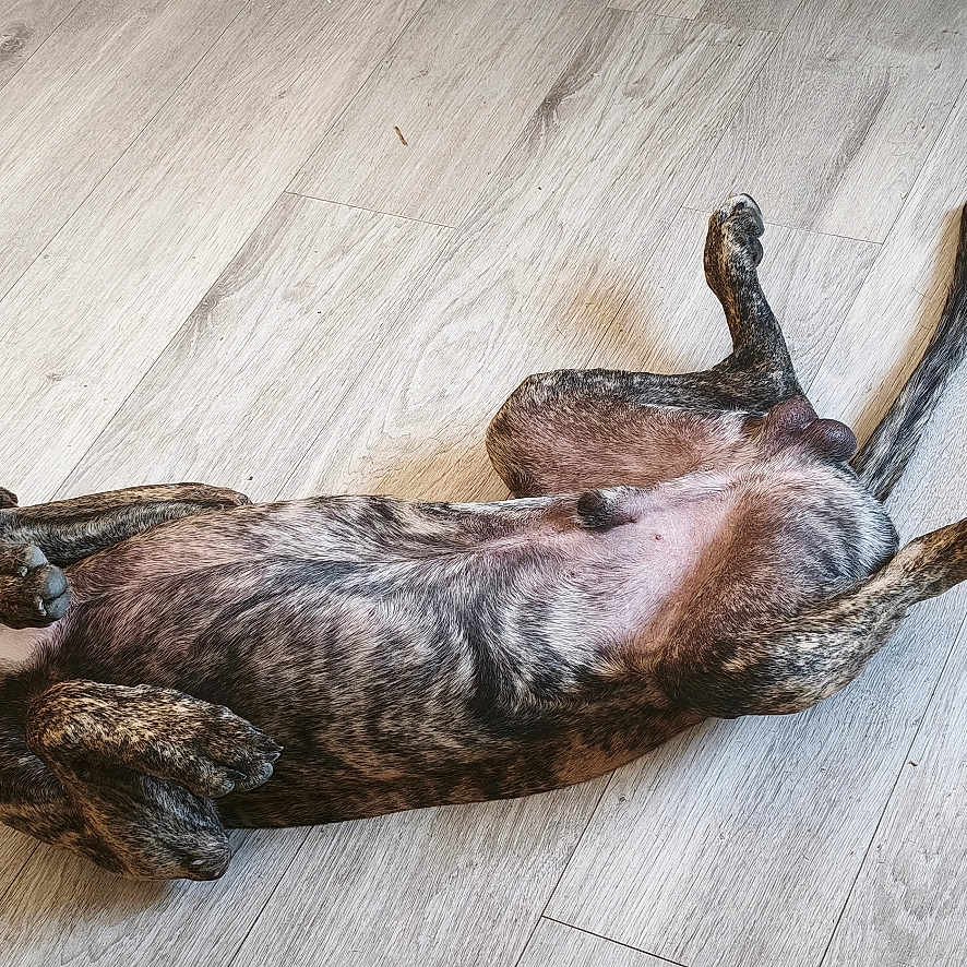Milo