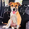 Benny is registered to the contest to win money with this photo: dog, puppy, tan_and_white, sitting, tongue_out, happy, portrait, pet, canine, car, back_seat, vehicle, harness, leash, black_leather, animal, indoor, travel, close_up, playful