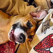 Benny is registered to the contest to win money with this photo: dog, canine, pet, portrait, close_up, smiling, happy, playful, open_mouth, white_muzzle, brown_fur, floppy_ears, lying_down, upside_down, bed, blanket, pillow, indoors, cozy, funny