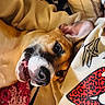 dog, canine, pet, portrait, close_up, smiling, happy, playful, open_mouth, white_muzzle, brown_fur, floppy_ears, lying_down, upside_down, bed, blanket, pillow, indoors, cozy, funny