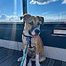 Benny joined the competition — help win amazing prizes! dog, puppy, sitting, tongue_out, harness, leash, collar, outdoors, deck, wooden_floor, blue_sky, clouds, sunlight, portrait, pet, canine, brown_and_white, floppy_ears, happy, window