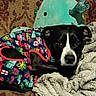 Luna is registered to the contest to win money with this photo: dog, black_and_white, pet, portrait, lying_down, curled_up, blanket, couch, colorful_coat, clothing, plush_toy, dinosaur, indoors, cozy, 休息, furry, face, eyes, nose, holiday_pattern