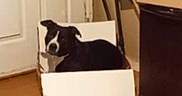 Luna joined the competition — help win amazing prizes! dog, black_and_white, cardboard_box, indoors, sitting, pet, animal, portrait, wooden_floor, door, furniture, home, funny, looking_at_camera, short_hair, white_chest, black_fur, cozy, box, photograph
