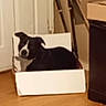 dog, black_and_white, cardboard_box, indoors, sitting, pet, animal, portrait, wooden_floor, door, furniture, home, funny, looking_at_camera, short_hair, white_chest, black_fur, cozy, box, photograph
