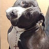 Luna is registered to the contest to win money with this photo: dog, dogs, pit_bull, black_and_white, close_up, portrait, pet, animal, two_dogs, funny, cuddling, stacked_dogs, floppy_ear, upright_ear, collar, cross_pendant, white_chest, short_hair, indoor, wood_background