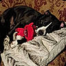 dog, sleeping, black_and_white, pet, plush_toy, red_toy, blanket, cozy, indoors, couch, cushion, relaxed, resting, snuggling, floppy_ears, paws, nose, closeup, warm_lighting, home