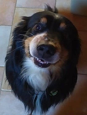 Ilico a rejoint le concours — aidez-le/la à gagner de superbes lots ! australian_shepherd, border_collie, canidae, carnivore, companion_dog, dog, dog_breed, english_shepherd, hovawart, mammal, rare_breed_dog, small_greek_domestic_dog, snout, sporting_group, vertebrate, working_dog