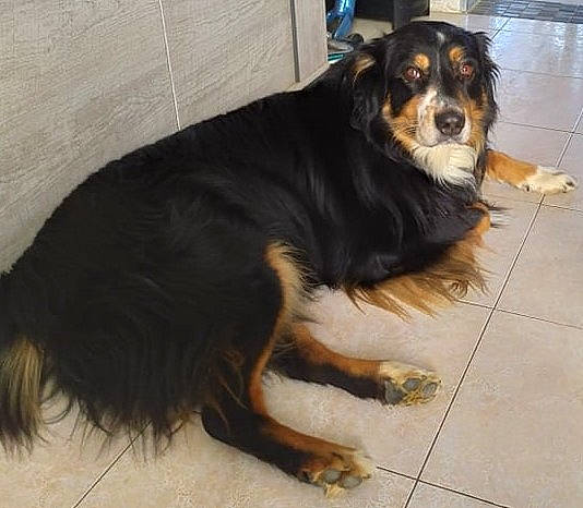 Ilico a rejoint le concours — aidez-le/la à gagner de superbes lots ! australian_shepherd, bernese_mountain_dog, canidae, carnivore, companion_dog, dog, dog_breed, english_shepherd, hovawart, mammal, rare_breed_dog, small_greek_domestic_dog, sporting_group, vertebrate, working_dog