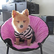 Ruby a rejoint le concours — aidez-le/la à gagner de superbes lots ! carnivoran, companion_dog, dog, dog_breed, dog_breed_group, dog_like_mammal, fur, non_sporting_group, pomeranian, product, puppy, shiba_inu, snout, spitz