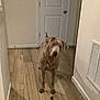 dog, indoor, wooden_floor, hallway, door, wall, pet, canine, curious, standing, light_brown, ears, flooring, domestic_animal, looking, head_tilt, home, animal, mammal, quiet