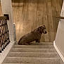 Samson is registered to the contest to win money with this photo: banister, brown_dog, carpet, curious, dog, floor, hardwood_floor, home_interior, indoor, looking_back, low_light, pet, portrait, railing, sitting, staircase, stairs, step, wall, wooden_handrail