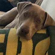 Samson is registered to the contest to win money with this photo: blanket, brown_dog, close_up, comfort, couch, cozy, dog, ears, eyes, home_interior, indoor, muzzle, nose, patterned_blanket, pet, portrait, relaxed, resting, sleeping, soft_texture