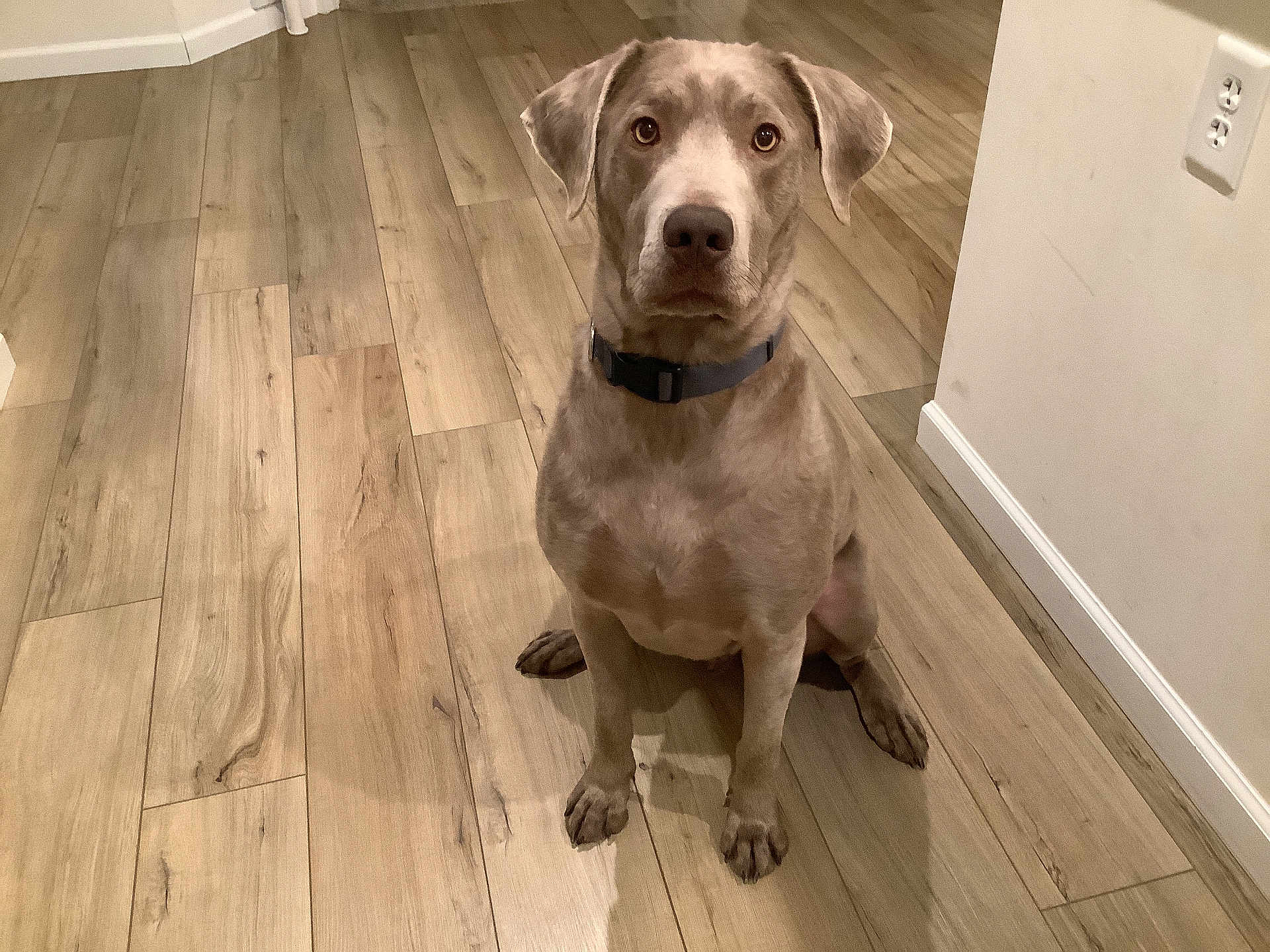 Samson joined the competition — help win amazing prizes! dog, indoor, wooden_floor, pet, animal, canine, sitting, brown_dog, collar, looking_at_camera, flooring, domestic_animal, mammal, companion, house, home, fur, ears, nose, paws