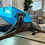 dog, umbrella, indoor, living_room, rug, wood_floor, modern_furniture, chair, table, plant, window, blinds, relaxed, pet, canine, natural_light, calm, home_decor, large_dog, animal