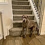 Samson is registered to the contest to win money with this photo: adult_dog, banister, brown_coat, carpeted_stairs, curious_expression, dog, floorboard, hardwood_floor, home_interior, indoor, looking_at_camera, paws, pet, railing, shadow, sitting, staircase, stairs, tail, wall