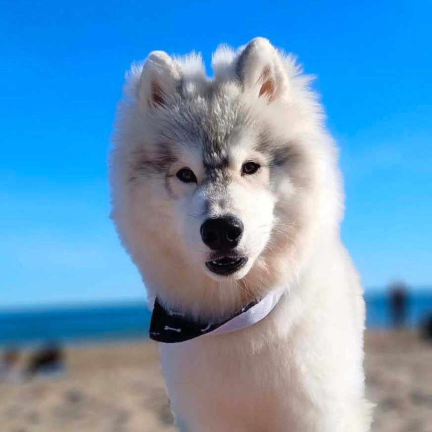 Odin participe au concours pour gagner de l'argent avec cette photo : dog, beach, sand, blue_sky, ocean, canine, pet, outdoor, sunny, summer, white_fur, collar, animal, daytime, legs, footwear, relaxation, vacation, nature, portrait