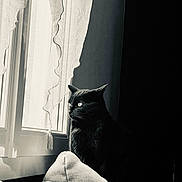 Kalie participe au concours pour gagner de l'argent avec cette photo : cat, black_cat, window, curtain, pillow, indoor, shadow, light, contrast, cozy, pet, animal, feline, sitting, looking, quiet, home, monochrome, texture, peaceful