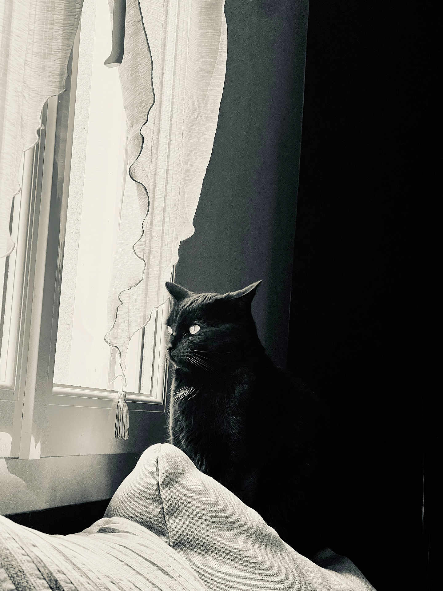 Kalie participe au concours pour gagner de l'argent avec cette photo : cat, black_cat, window, curtain, pillow, indoor, shadow, light, contrast, cozy, pet, animal, feline, sitting, looking, quiet, home, monochrome, texture, peaceful